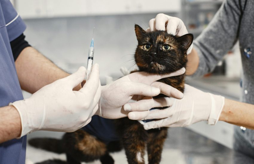 Kat dierenats injectie