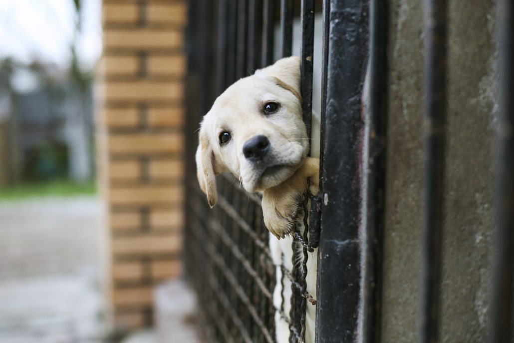 Hond handhaving