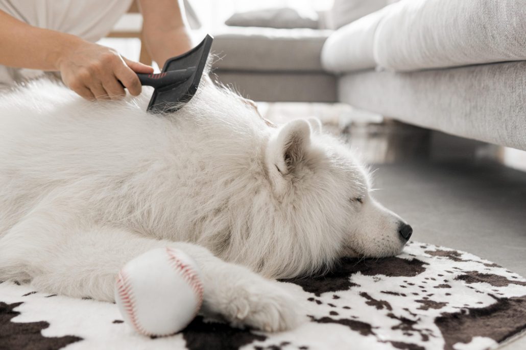 Hond wordt geborsteld