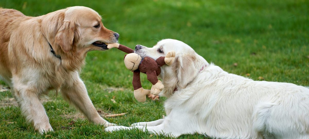 Twee honden spelen
