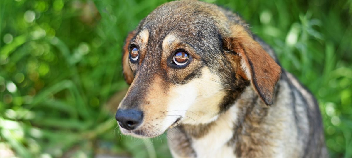 Stress signalen hond