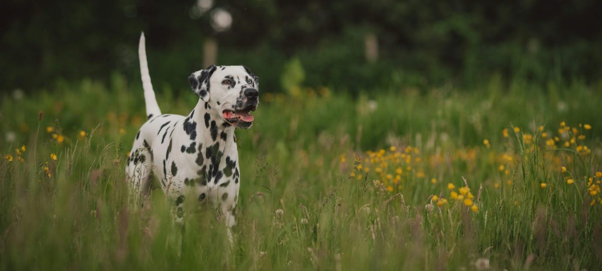 Dalmatier in gras