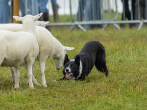 border collie met schapen