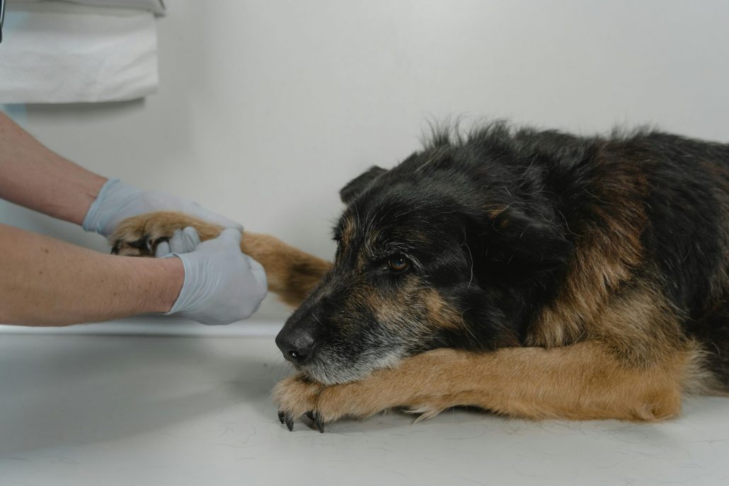 Hond poot dierenarts