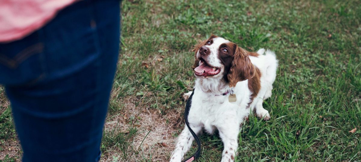 Hondenbaasjesetiquette bijgesneden
