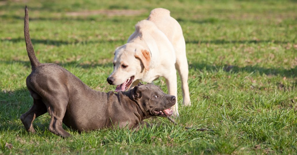 Hond borstelen lichaamstaal