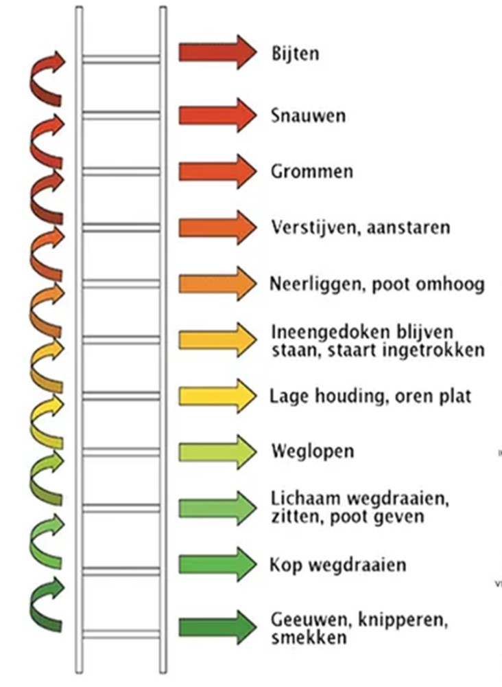 Ladder van agressie honden