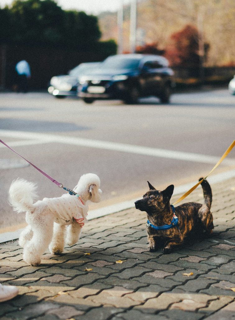 Twee honden op straat