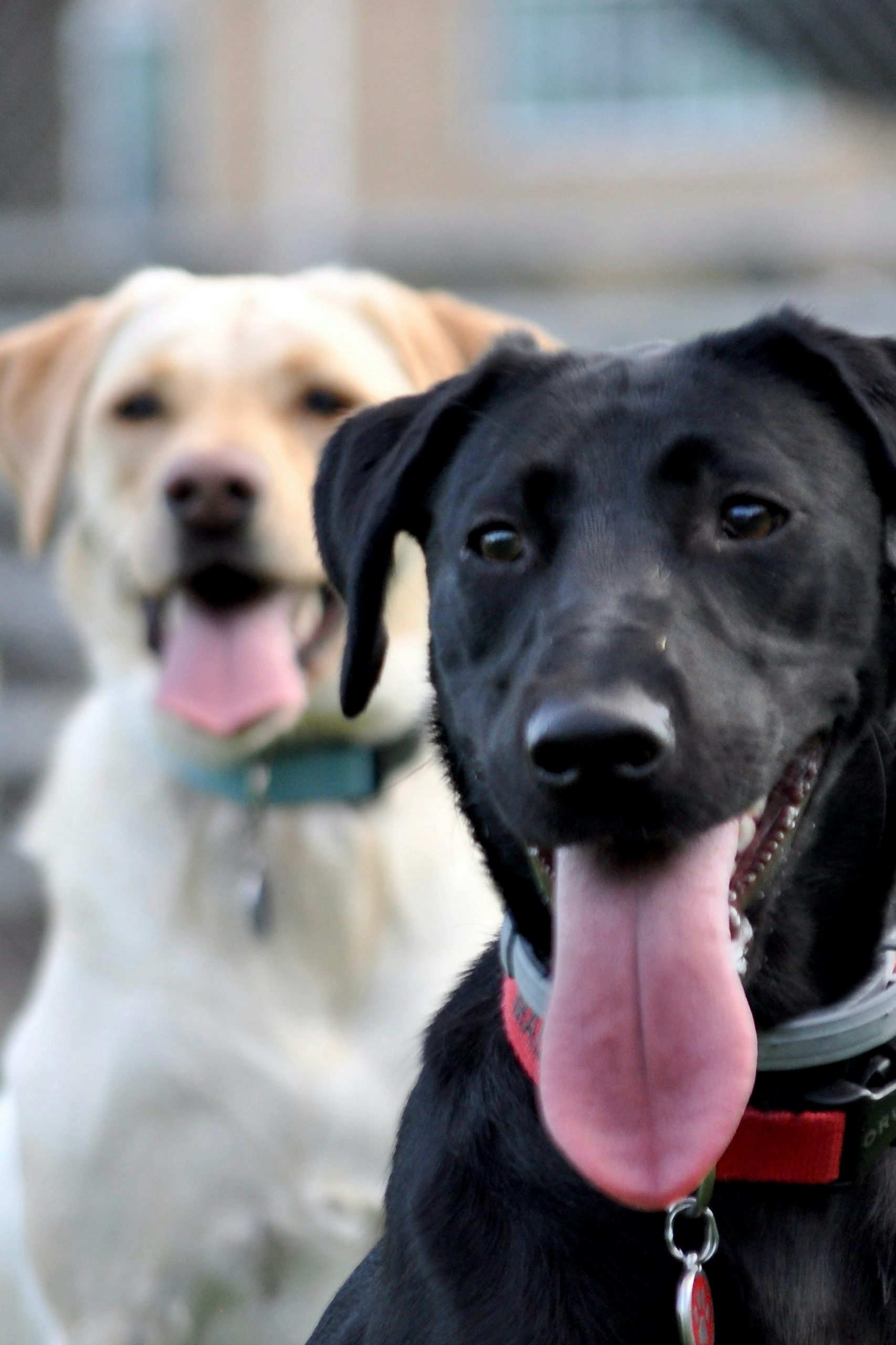 Twee honden labradors
