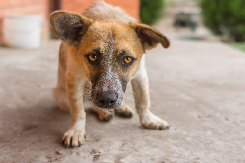 Blaffende honden bijten wél bijgesneden