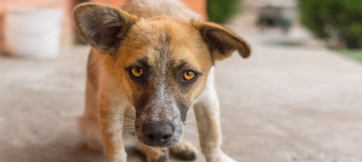 Blaffende honden bijten wél bijgesneden