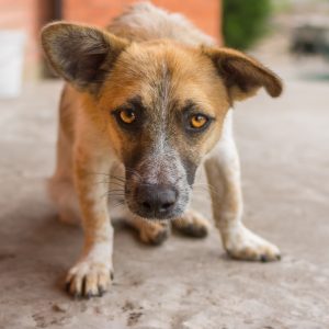 Blaffende honden bijten wel vierkant