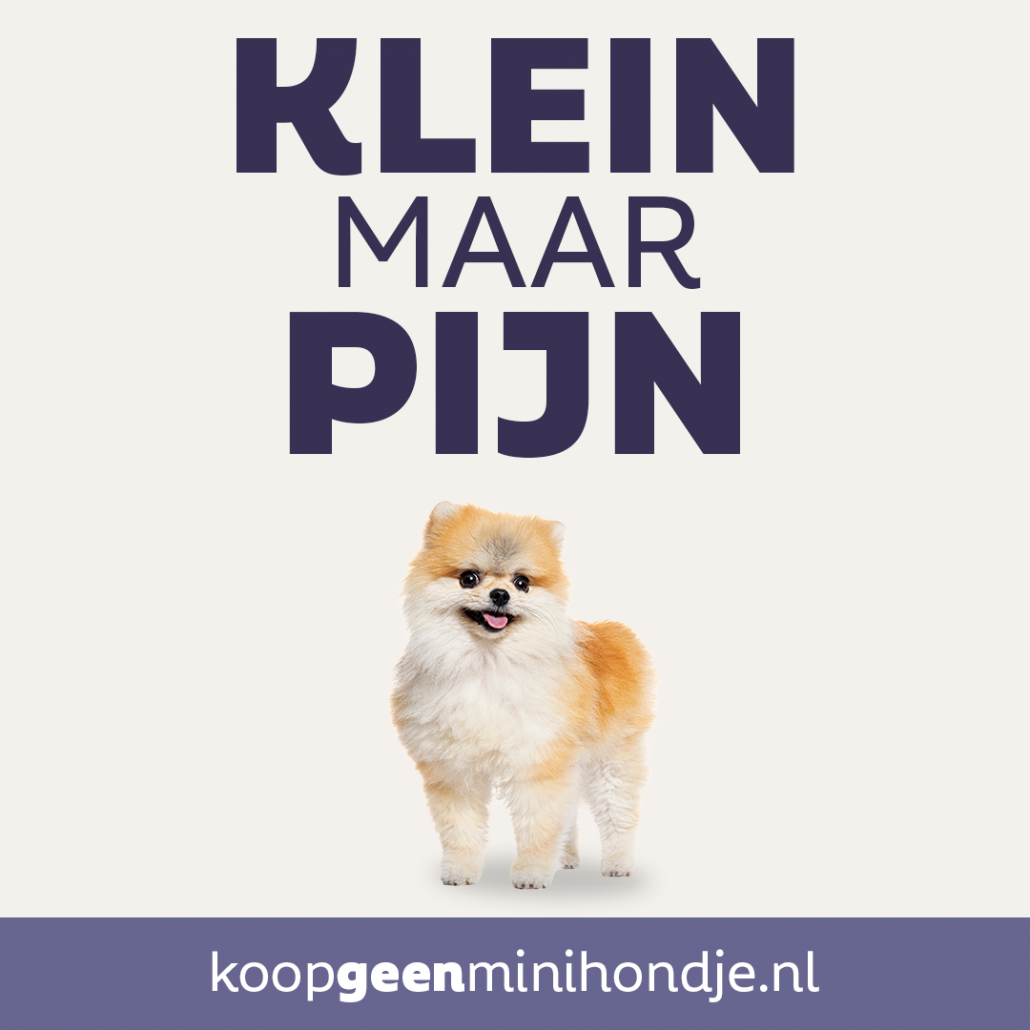 Minihondje klein maar pijn 1B