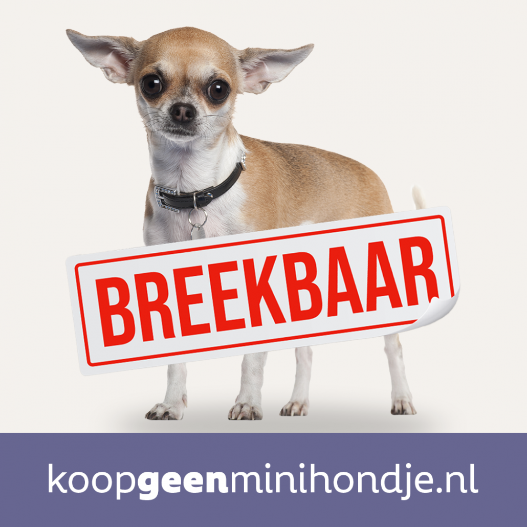 Breekbaar chihuahua