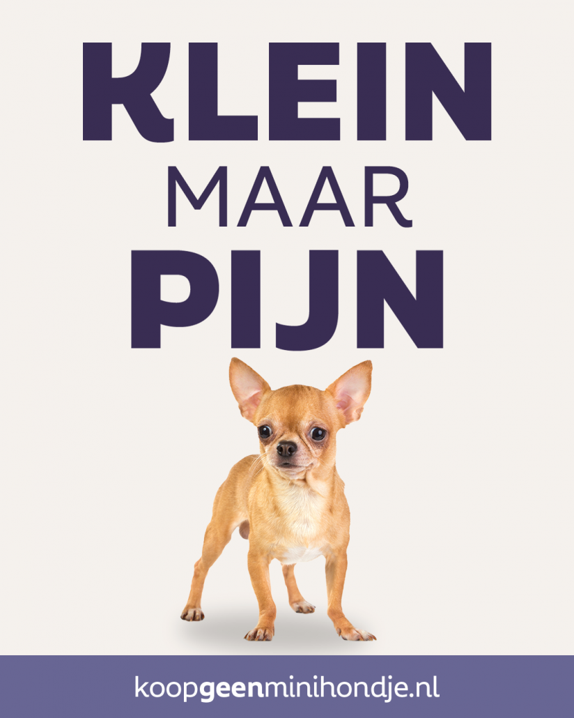 Minihondjes advertentie 1A 4x5