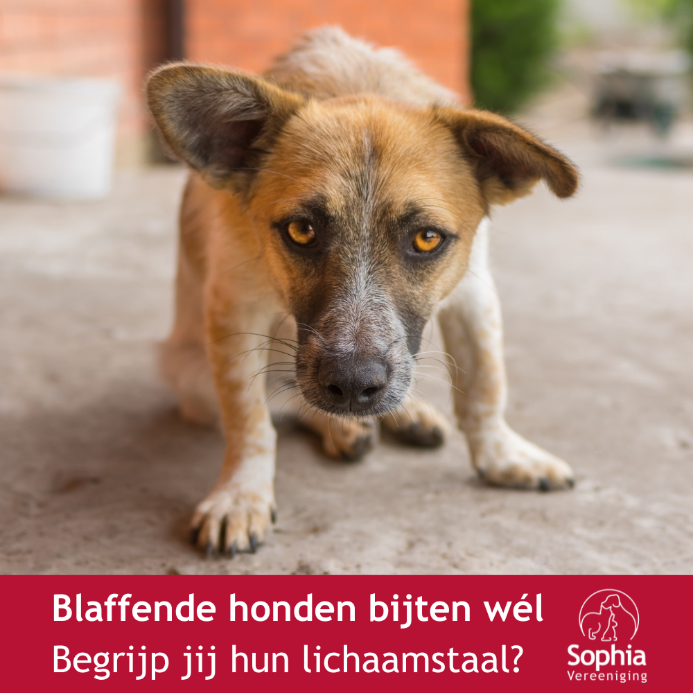 Blaffende honden bijten wél
