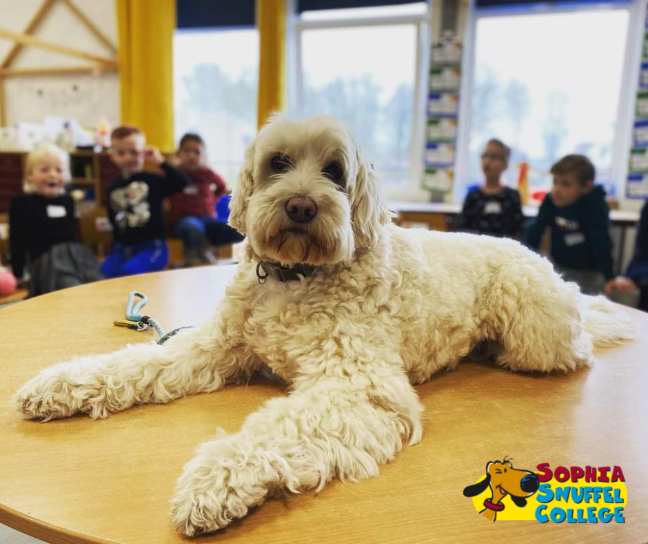 Sophia SnuffelCollege