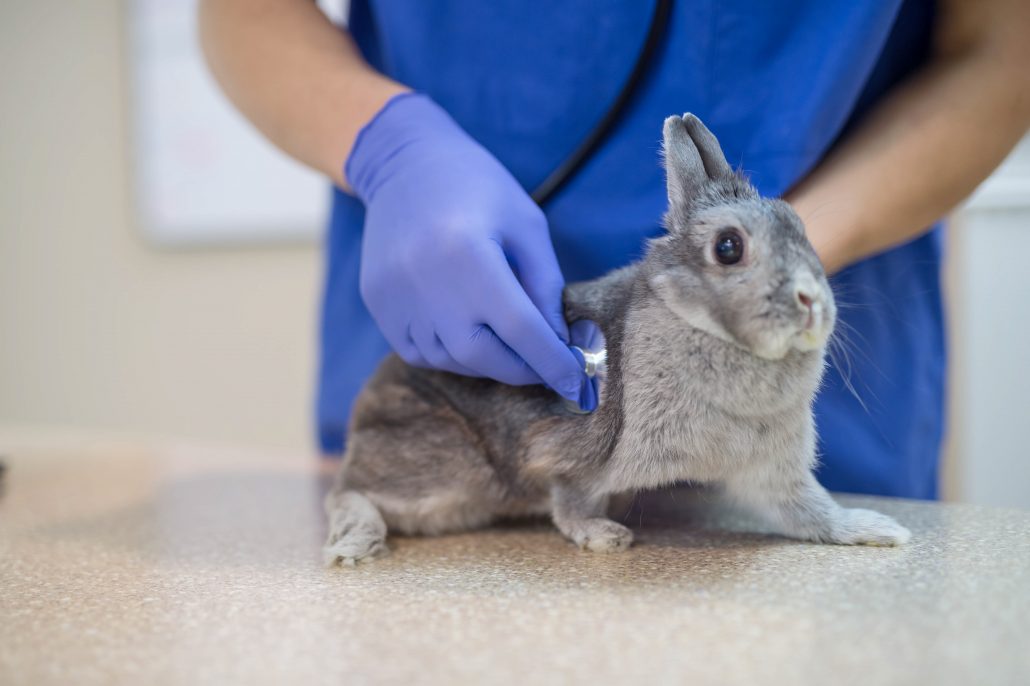 konijn dierenarts