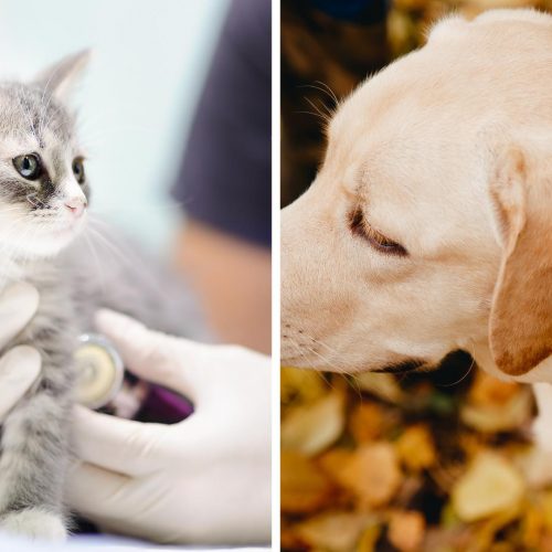 Dierenartskosten - Stroomapparatuur