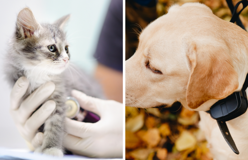 Dierenartskosten - Stroomapparatuur