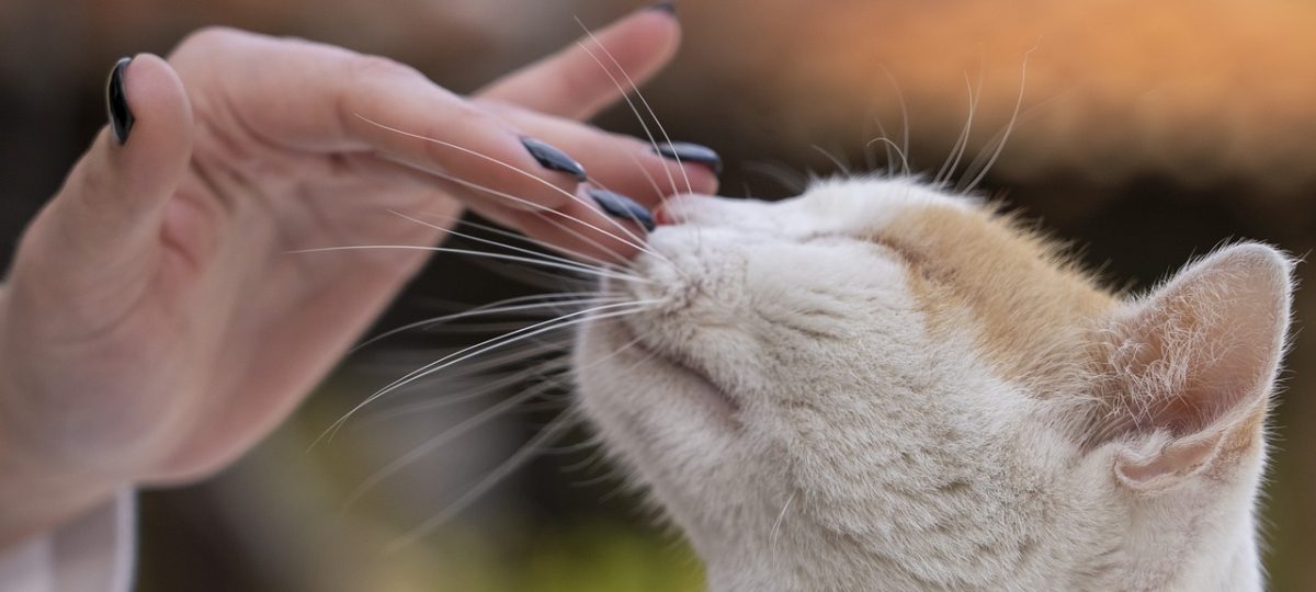 Kat met hand