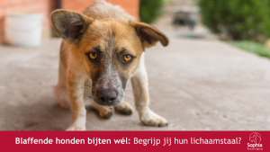 Blaffende honden bijten wél Begrijp jij hun lichaamstaal header