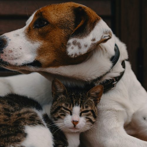Hond en kat