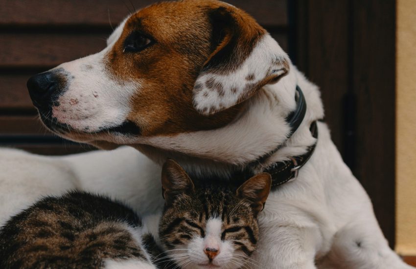 Hond en kat