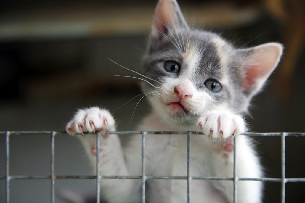kitten kijkt over hek gespiegeld
