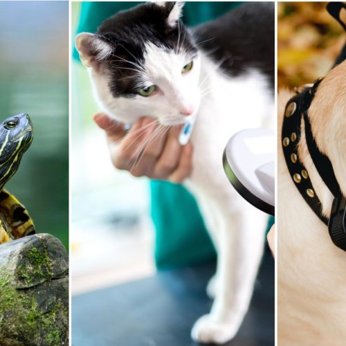 Brief Erkens positieflijst reptielen, chipplicht katten en stroomband