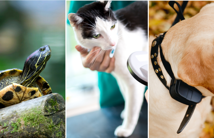 Brief Erkens positieflijst reptielen, chipplicht katten en stroomband