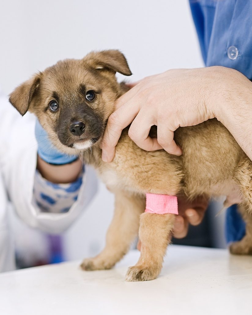 240214 puppy bij dierenarts istock 4x5