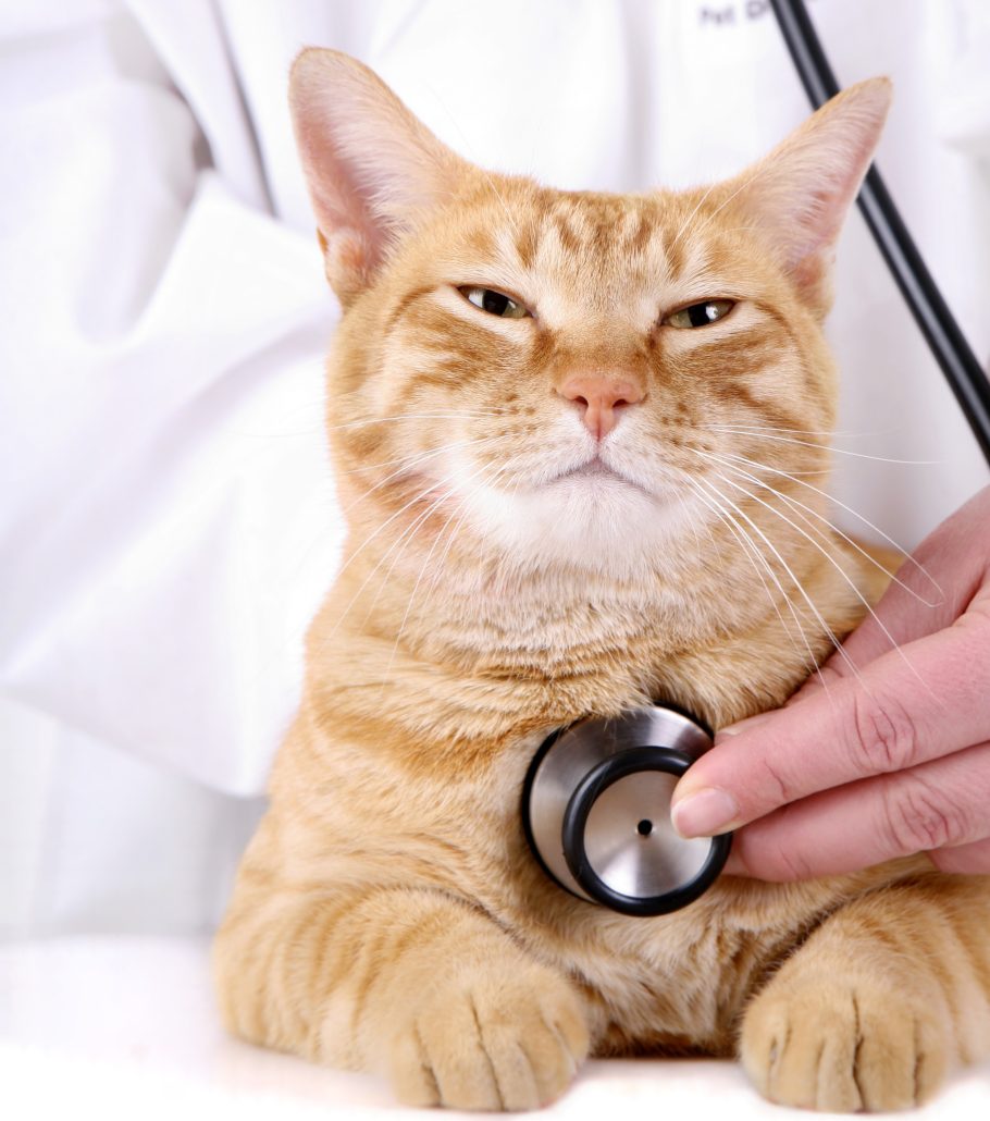 kat dierenarts istock bijgesneden
