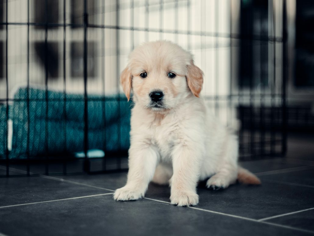Puppy
