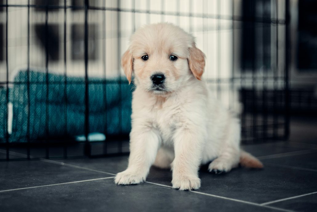 Puppy cursus bijgesneden