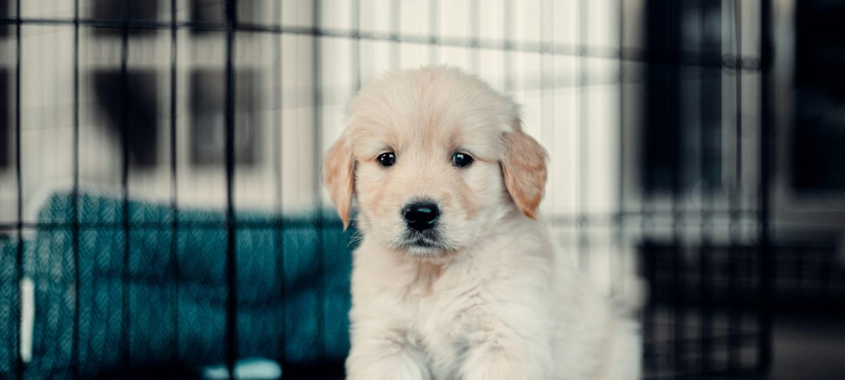 Puppy